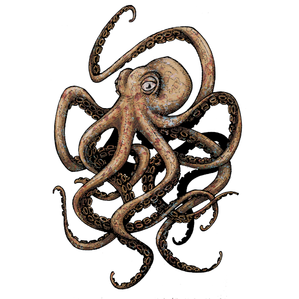 octopus